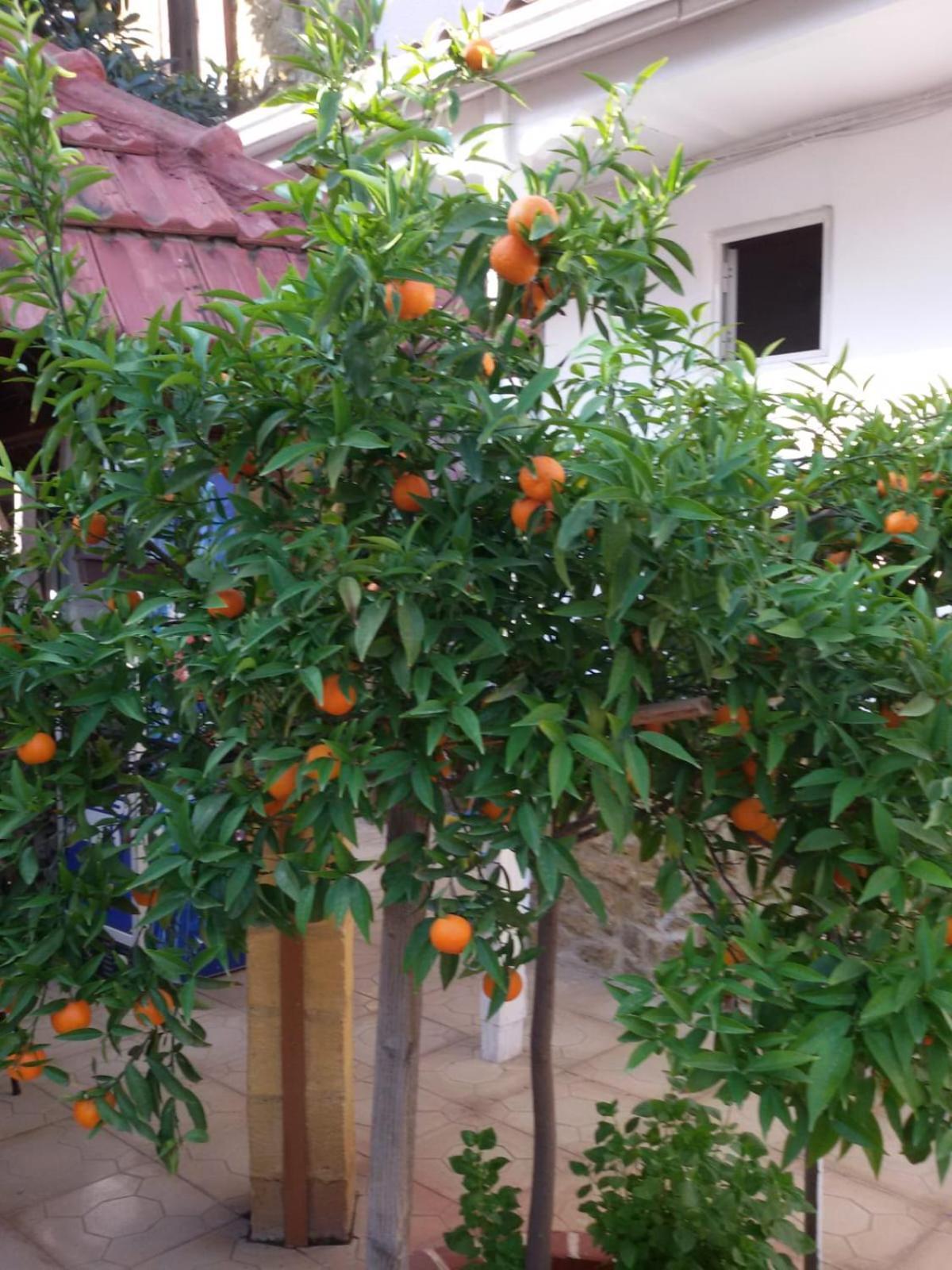 Aksaray Boutique Hotel Λευκωσία Εξωτερικό φωτογραφία